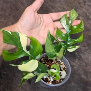 Variegated Rhaphidophora Tetrasperma Albo Live Plant - Mini Monstera Aroid - Image 3