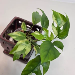 Variegated Rhaphidophora Tetrasperma Albo Live Plant - Mini Monstera - Image 3