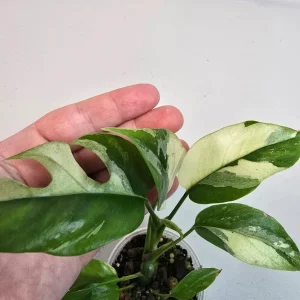 Variegated Rhaphidophora Tetrasperma Albo Live Plant - Mini Monstera Houseplant - Image 3