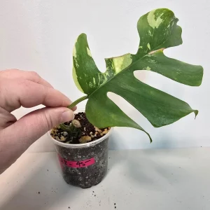 Variegated Rhaphidophora Tetrasperma Albo Live Plant - Mini Monstera Rare Indoor - Image 3