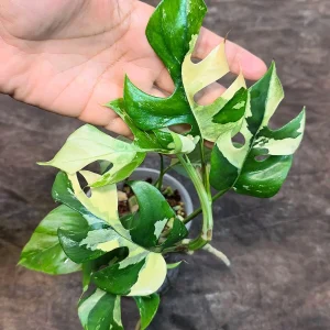 Variegated Rhaphidophora Tetrasperma Albo Live Plant – Mini Monstera Potted Houseplant - Image 4