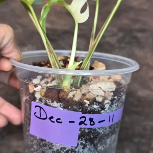 Variegated Rhaphidophora Tetrasperma Albo Live Plant - Mini Monstera Aroid - Image 4