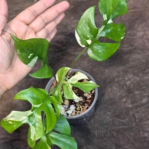 Variegated Rhaphidophora Tetrasperma Albo Live Plant - Mini Monstera - Indoor Houseplant - Image 4