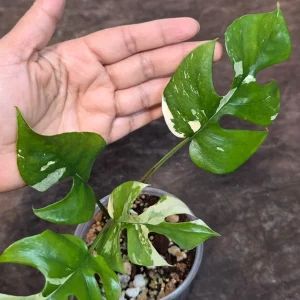 Variegated Rhaphidophora Tetrasperma Albo Live Plant – Mini Monstera Potted Houseplant - Image 4