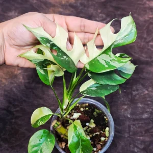 Variegated Rhaphidophora Tetrasperma Albo Live Plant - Mini Monstera Houseplant - Image 4