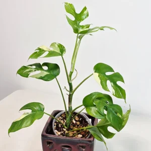 Variegated Rhaphidophora Tetrasperma Albo Live Plant - Mini Monstera - Indoor - Image 5