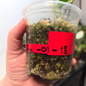 Variegated Rhaphidophora Tetrasperma Albo Live Plant – Mini Monstera Potted Houseplant - Image 5