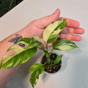 Variegated Rhaphidophora Tetrasperma Albo Live Plant - Mini Monstera Houseplant - Image 5