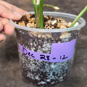 Variegated Rhaphidophora Tetrasperma Albo Live Plant – Mini Monstera Potted Houseplant - Image 6