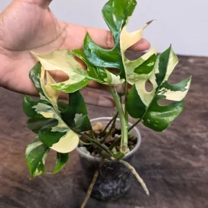 Variegated Rhaphidophora Tetrasperma Albo Live Plant - Mini Monstera - Exact Collector Plant - Image 6