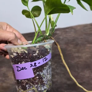 Variegated Rhaphidophora Tetrasperma Albo Live Plant - Mini Monstera - Exact Collector Plant - Image 7