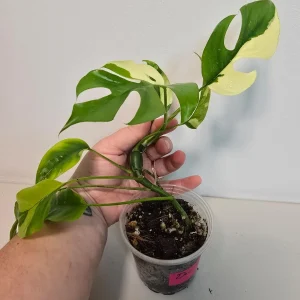 Variegated Rhaphidophora Tetrasperma Live Plant - Exact Plant - Indoor Houseplant - Image 3