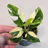 Variegated Rhaphidophora Tetrasperma Live Plant - Rare Houseplant Collector Gift - Image 1