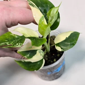 Variegated Rhaphidophora Tetrasperma Live Plant - Rare Houseplant Collector Gift - Image 2
