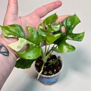 Variegated Rhaphidophora Tetrasperma Live Plant - Rare Collector Houseplant - Image 1