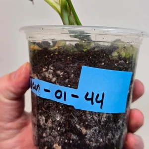 Variegated Rhaphidophora Tetrasperma Live Plant - Rare Houseplant Collector Gift - Image 4