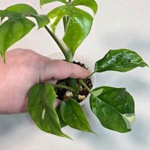 Variegated Rhaphidophora Tetrasperma Live Plant - Rare Collector Houseplant - Image 4