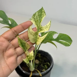 Variegated Rhaphidophora Tetrasperma Live Plant - White Monster Aroid - Image 5