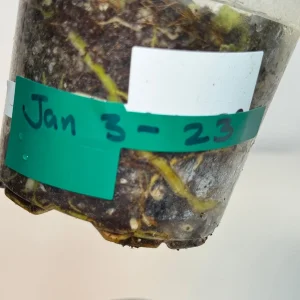 Variegated Rhaphidophora Tetrasperma Live Plant - White Monster Aroid - Image 6