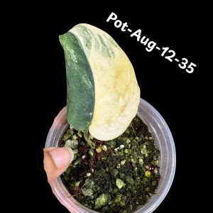 Variegated Scindapsus Jade Satin Live Plant - Rare Aroid Houseplant - Image 5