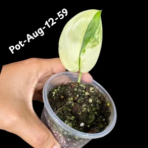 Variegated Scindapsus Jade Satin Live Plant - Rare Aroid Houseplant - Image 7