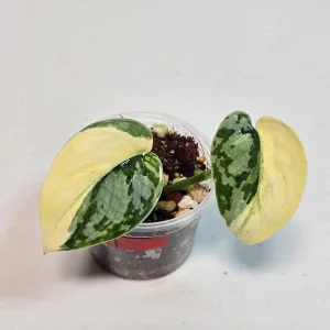 Variegated Scindapsus Mayari Live Plant – Rare Indoor Houseplant – Silver Satin Pothos - Image 2