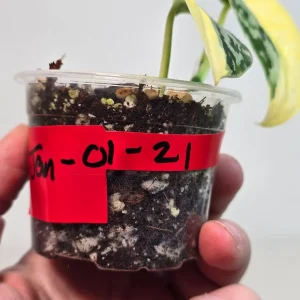 Variegated Scindapsus Mayari Live Plant – Rare Indoor Houseplant – Silver Satin Pothos - Image 3