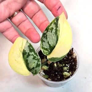 Variegated Scindapsus Mayari Live Plant – Rare Pothos – Indoor Houseplant - Image 1