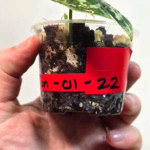 Variegated Scindapsus Mayari Live Plant - Rare Silver Satin Pothos Indoor - Image 3