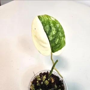 Variegated Scindapsus Pictus 'Jade Satin' Live Plant - Potted Houseplant - Image 1