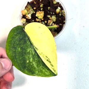 Variegated Scindapsus Pictus Jade Satin Live Plant - Rare Houseplant - Image 1