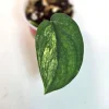 Variegated Scindapsus Pictus 'Jade Satin' Live Plant - Rare Indoor Foliage - Image 1