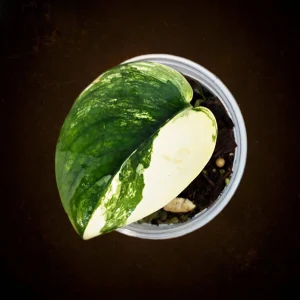 Variegated Scindapsus Pictus 'Jade Satin' Live Plant - Potted Houseplant - Image 1