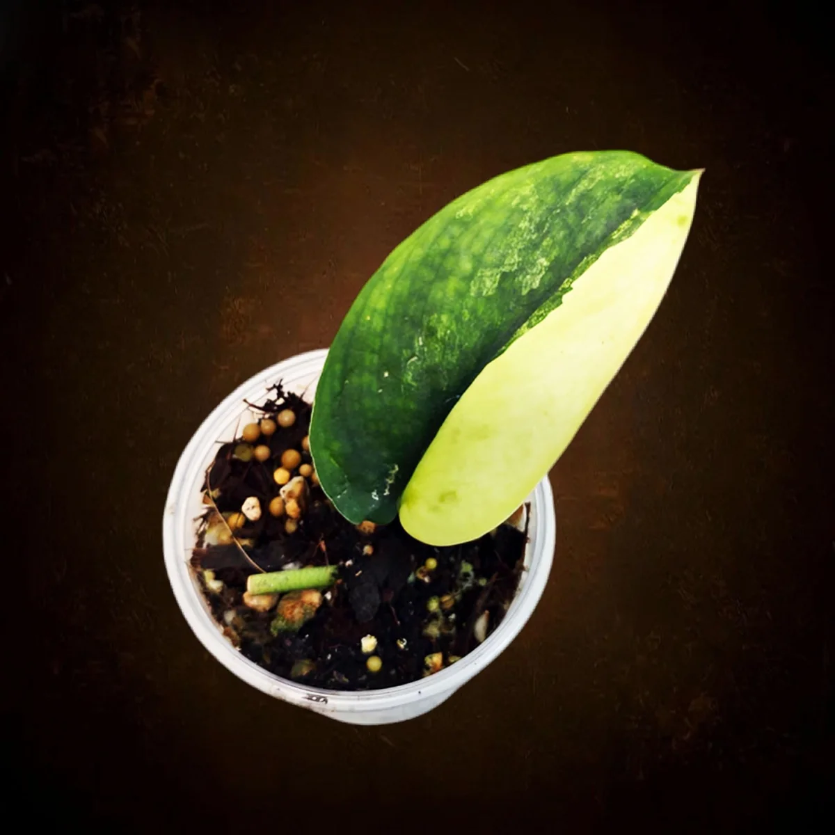 Variegated Scindapsus Pictus 'Jade Satin' Live Plant - Potted Houseplant - Image 1