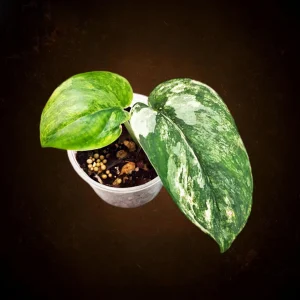 Variegated Scindapsus Pictus 'Jade Satin' Live Plant - Potted Houseplant - Image 1