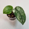 Variegated Scindapsus Pictus 'Jade Satin' Live Plant - Potted Houseplant - Image 1