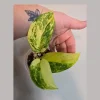 Variegated Scindapsus Pictus Jade Satin Live Plant - Rare Houseplant - Image 1