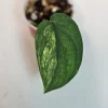 Variegated Scindapsus Pictus 'Jade Satin' Live Plant in Nursery Pot - Rare Indoor Houseplant - Image 1