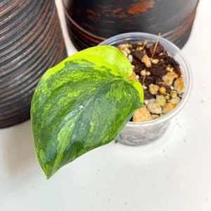 Variegated Scindapsus Pictus Jade Satin Live Plant - Indoor Collector Plant - Image 1