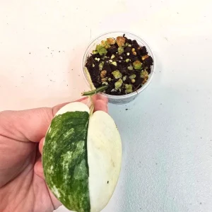 Variegated Scindapsus Pictus 'Jade Satin' Live Plant - Potted Houseplant - Image 2