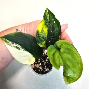 Variegated Scindapsus Pictus 'Jade Satin' Live Plant - Potted Houseplant - Image 2