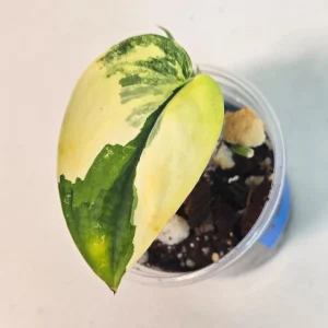 Variegated Scindapsus Pictus Jade Satin Live Plant - Rare Indoor Foliage - Image 2