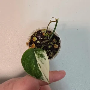 Variegated Scindapsus Pictus 'Jade Satin' Live Plant – Potted Houseplant - Image 2