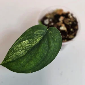Variegated Scindapsus Pictus 'Jade Satin' Live Plant - Rare Indoor Foliage - Image 2