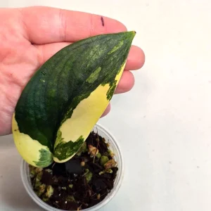 Variegated Scindapsus Pictus 'Jade Satin' Live Plant - Potted Houseplant - Image 2