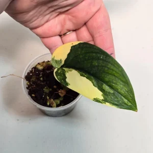 Variegated Scindapsus Pictus 'Jade Satin' Live Plant – Potted Houseplant - Image 2