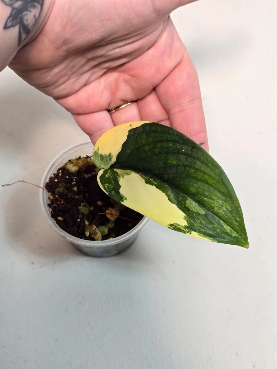 Variegated Scindapsus Pictus 'Jade Satin' Live Plant – Potted Houseplant - Image 2