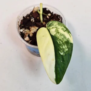 Variegated Scindapsus Pictus 'Jade Satin' Live Plant – Potted Houseplant - Image 2