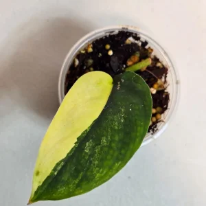 Variegated Scindapsus Pictus 'Jade Satin' Live Plant - Rare Indoor Collector Plant - Image 2