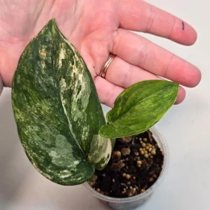 Variegated Scindapsus Pictus 'Jade Satin' Live Plant - Potted Houseplant - Image 2